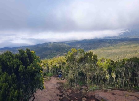 lemosho 8 days kilimanjaro climbing