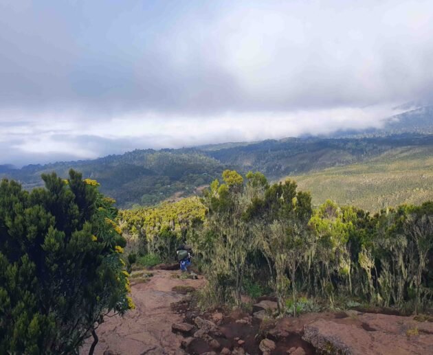 lemosho 8 days kilimanjaro climbing