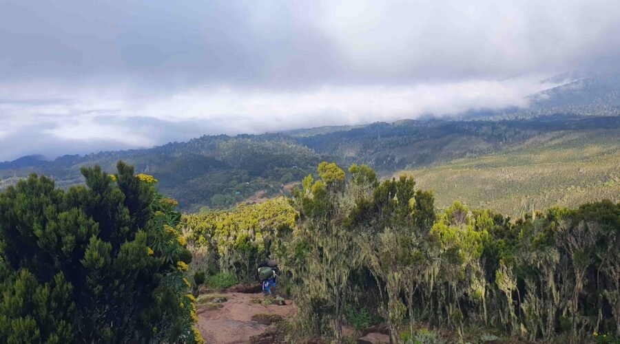 lemosho 8 days kilimanjaro climbing