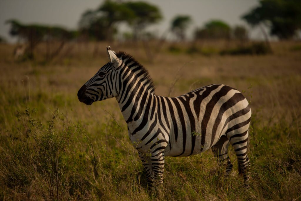 6-days Northern Circuit Safari