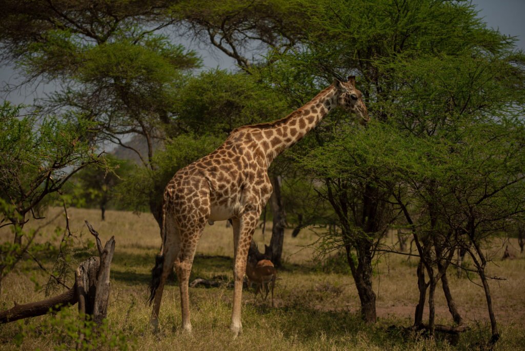 6-days Northern Circuit Safari