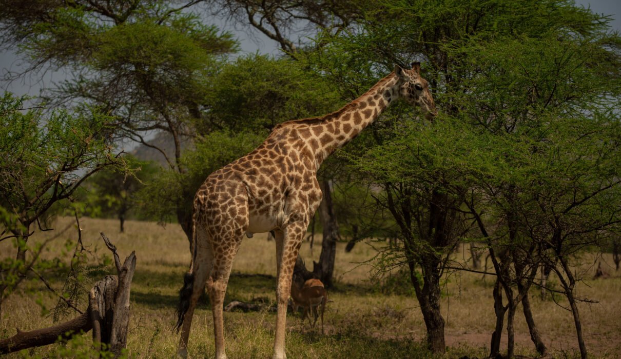 The best 5-days safari Tarangire-Serengeti-to Ngorongoro