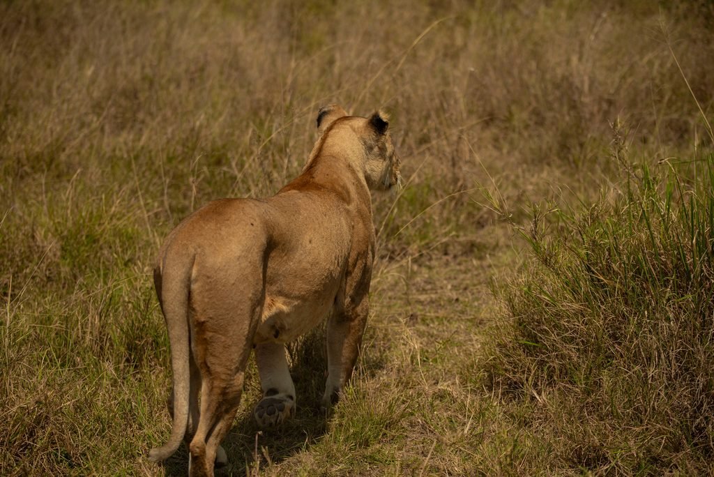 Best 3-Day Tanzania Safari in 2027/2028: Tarangire, Ngorongoro Crater and Lake Manyara