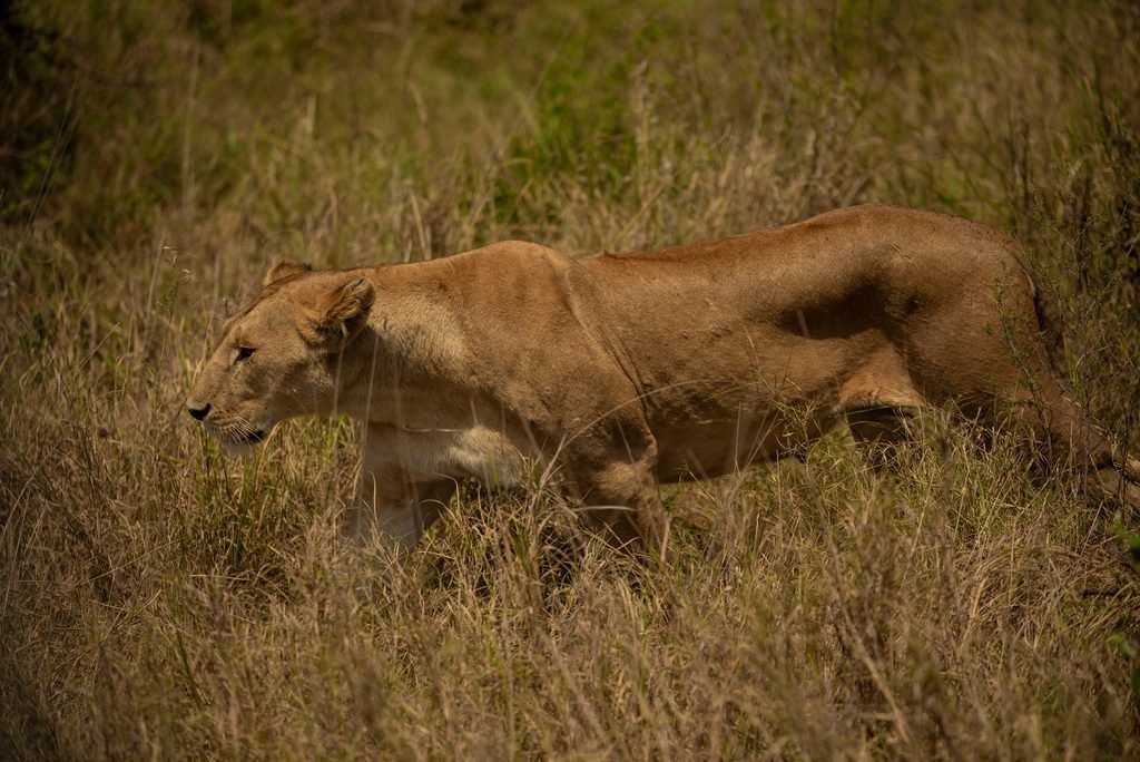 Best 5-Day Tanzania Safari: Tarangire, Serengeti and Ngorongoro Crater Best 5-Day Tanzania Safari: Tarangire, Serengeti and Ngorongoro Crater