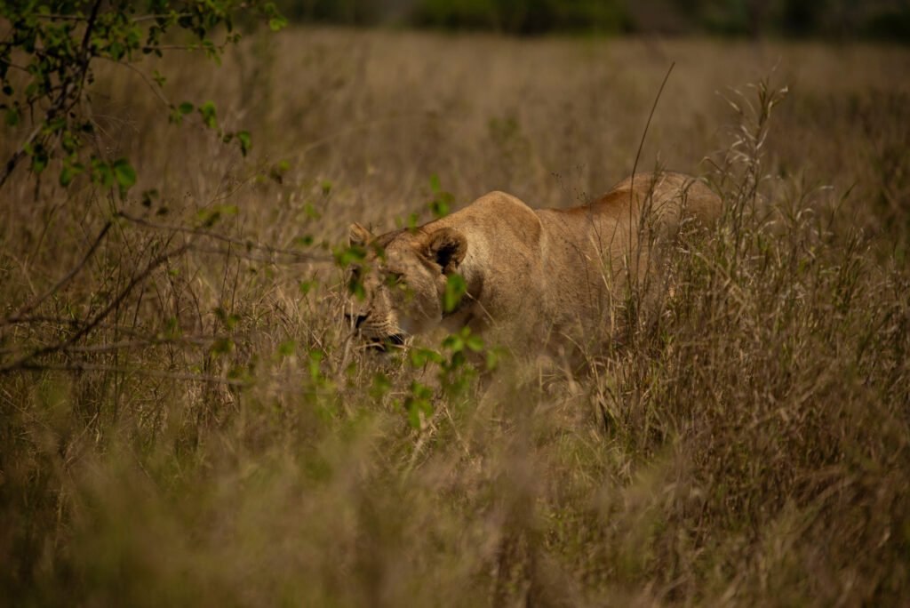 The Best 4-Days Serengeti Balloon Safari in Tanzania 2027/2028