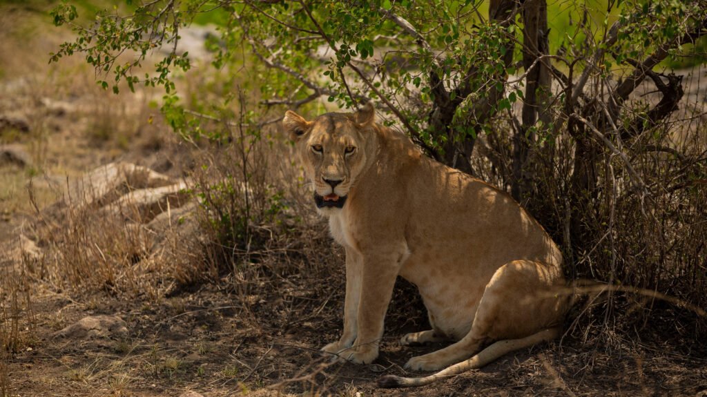 6-days Northern Circuit Safari