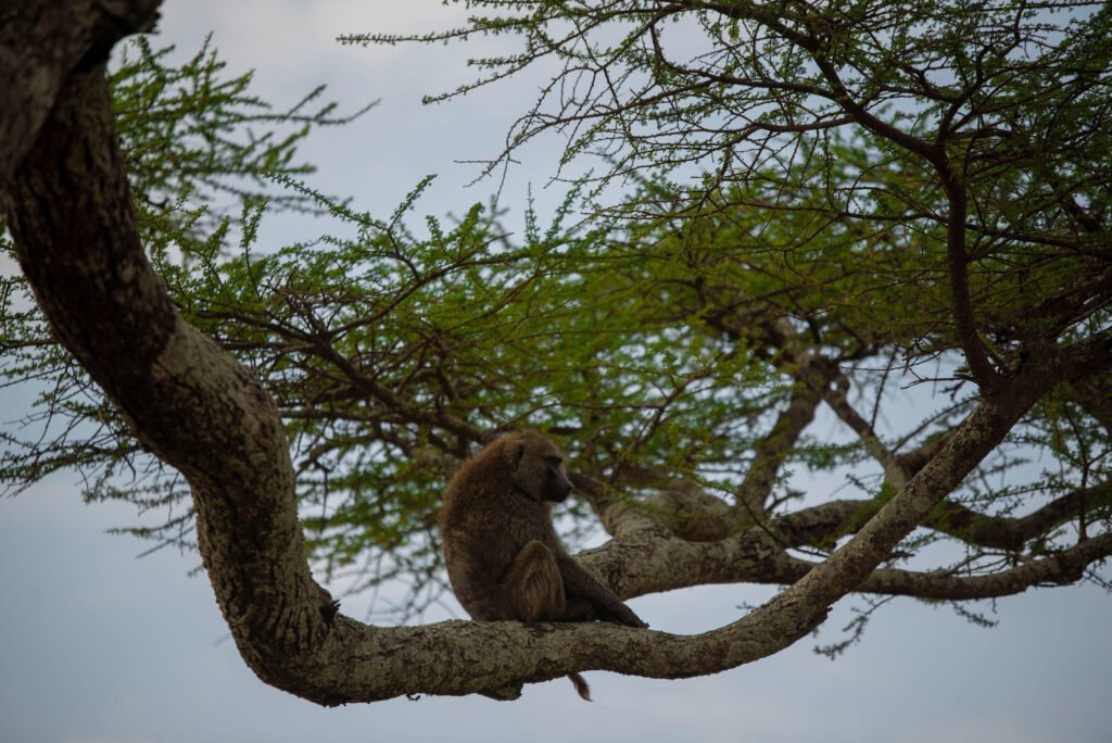 The best 3 days Tanzania safari in 2026/2027