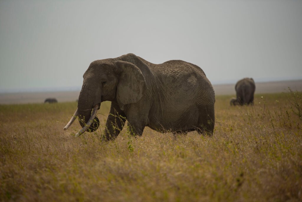 best 7-days Tanzania luxury lodge Safari on 2026