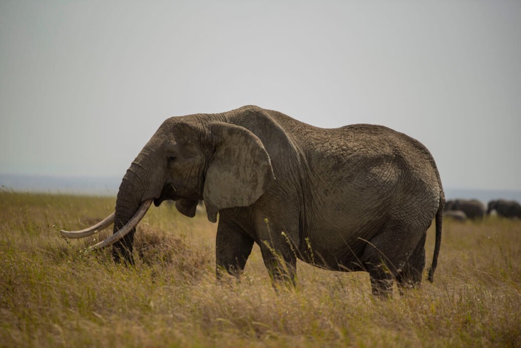 6-days Northern Circuit Safari