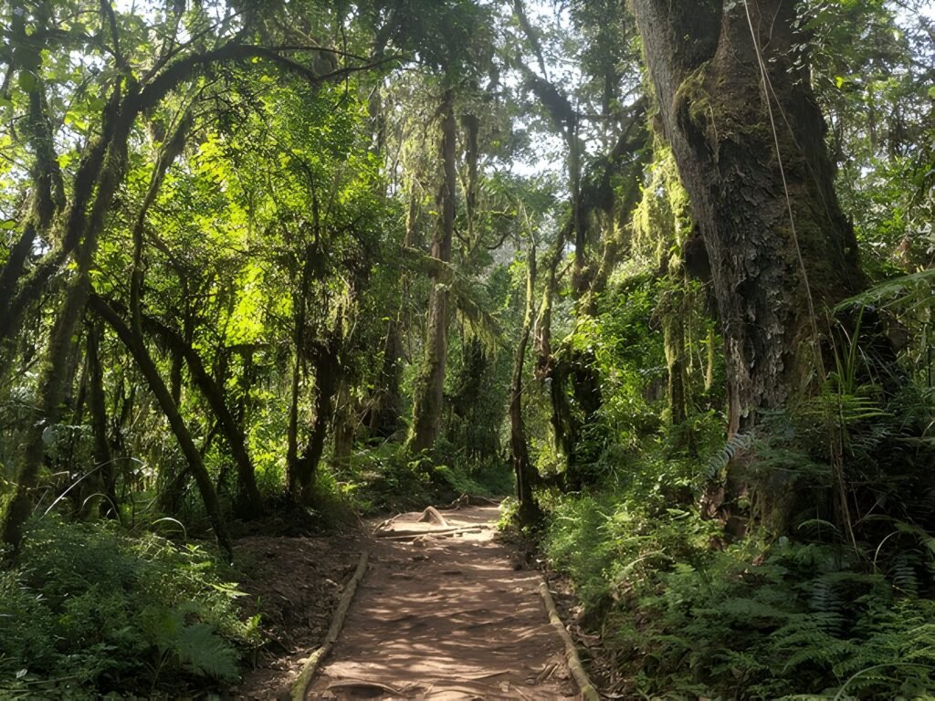 The Dazzling Kilimanjaro bike tour day trip in Moshi 2026