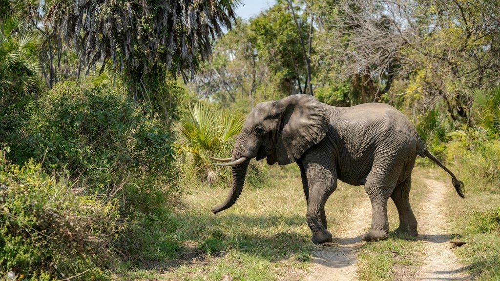 Best 2-Day Tanzania Safari from Arusha to Tarangire National Park 2027/2028/2029