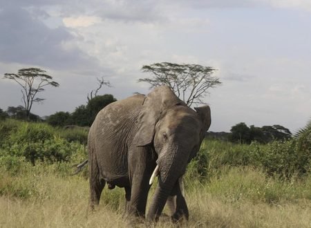 Best 2-Day Tanzania Safari from Arusha to Tarangire National Park 2027/2028/2029