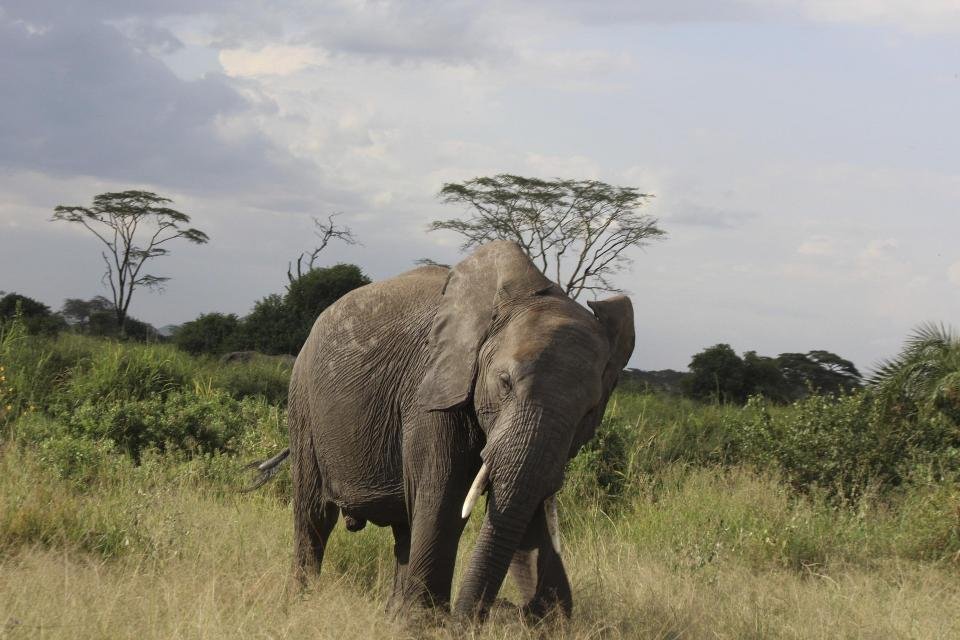 Best 2-Day Tanzania Safari from Arusha to Tarangire National Park 2027/2028/2029