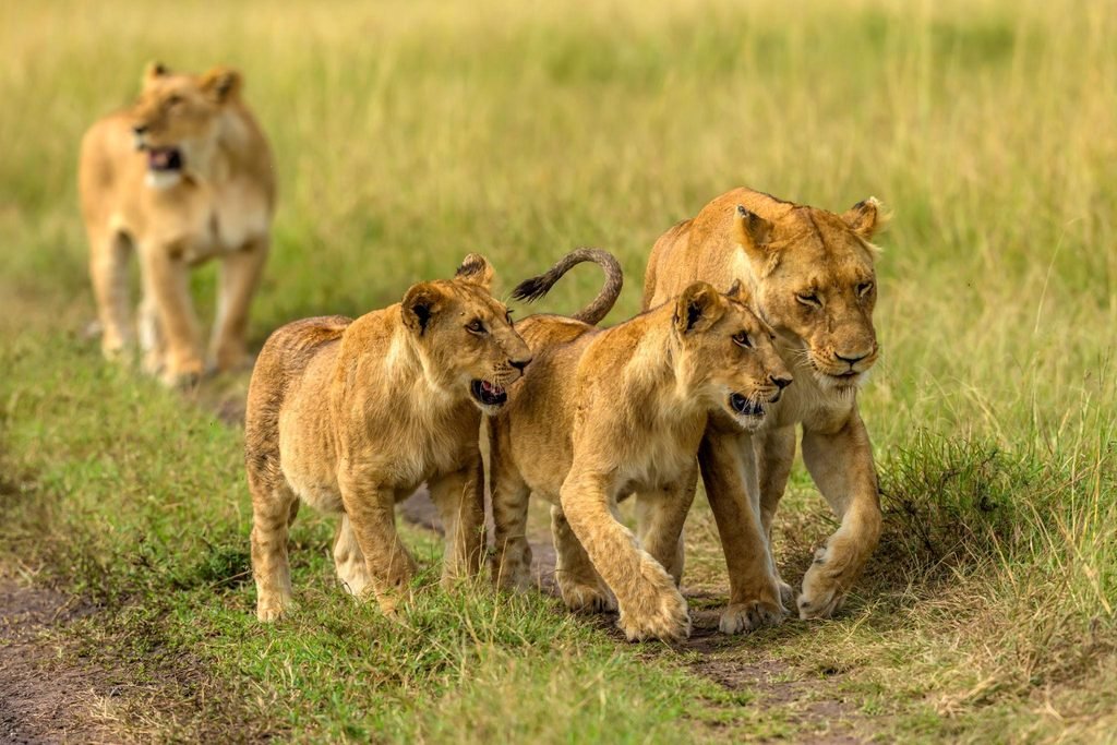 Best 8-Day Budget Camping Safari in Tanzania 2027/2028: Complete Wildlife Safari Itinerary