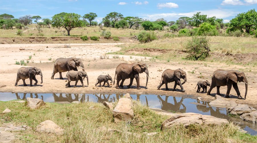 1 day Tarangire safari