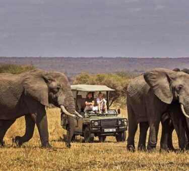 1 day Tarangire safari