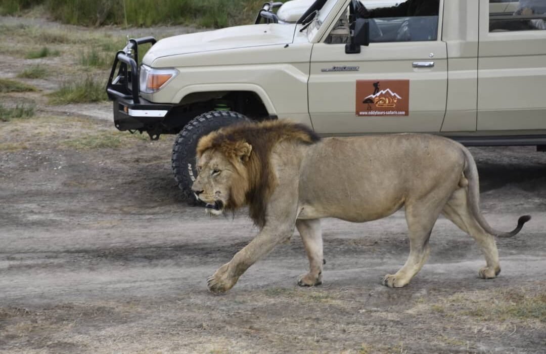 4 Days in Ngorongoro & Serengeti