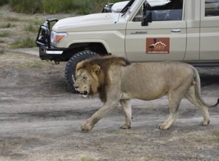 4 Days in Ngorongoro & Serengeti