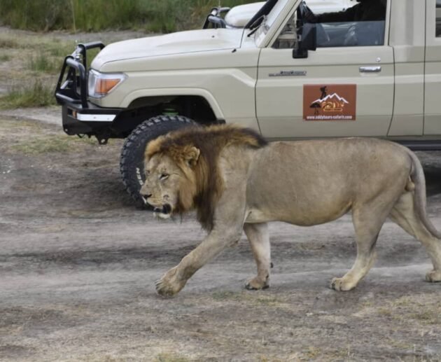 4 Days in Ngorongoro & Serengeti