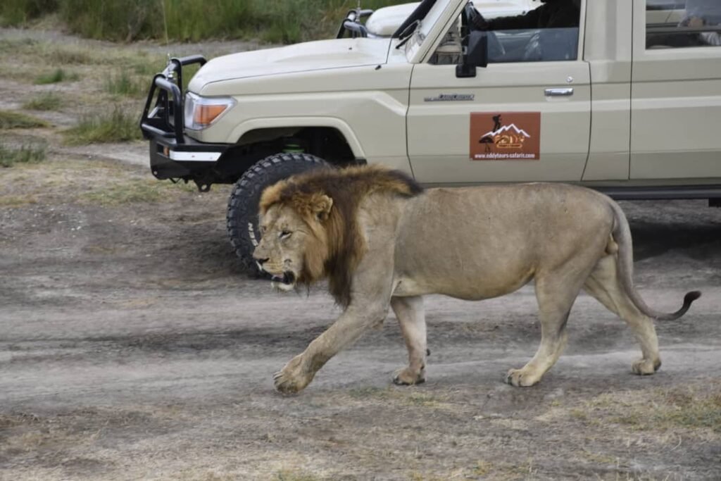 The best 7-days Serengeti Migration Safari in Tanzania 2026/2027 And 2028