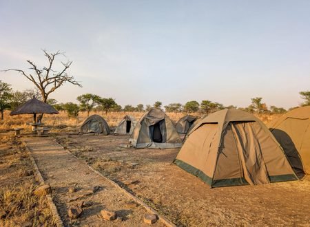 The Best 7-Day Budget Camping Safari in Tanzania 2027/2028