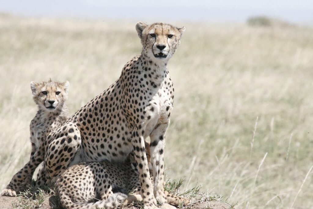 6-day Tanzania Northern Circuit Safari