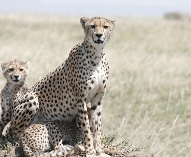 5-day Tanzania Northern Circuit Safari