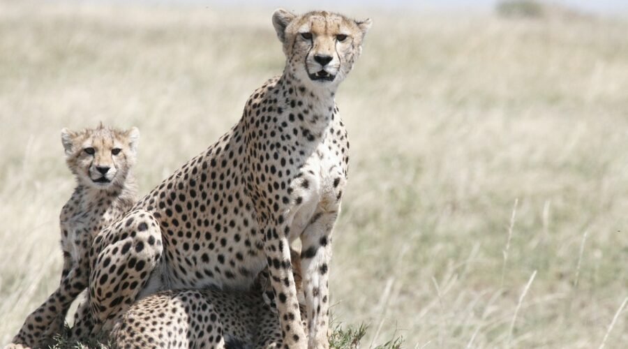 5-day Tanzania Northern Circuit Safari