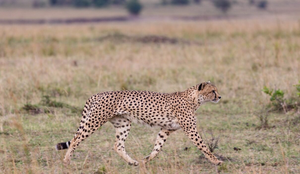 Best Tanzania safari tour packages in 2025/2027