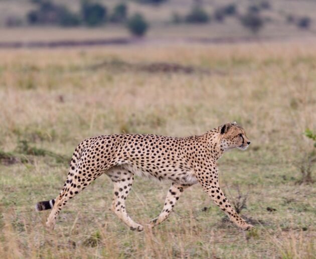 Best Tanzania safari tour packages in 2025/2027