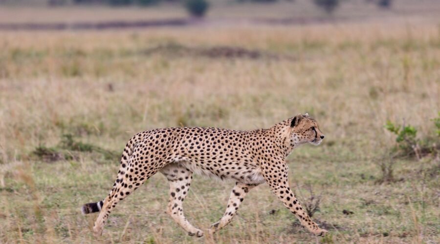 Best Tanzania safari tour packages in 2025/2027