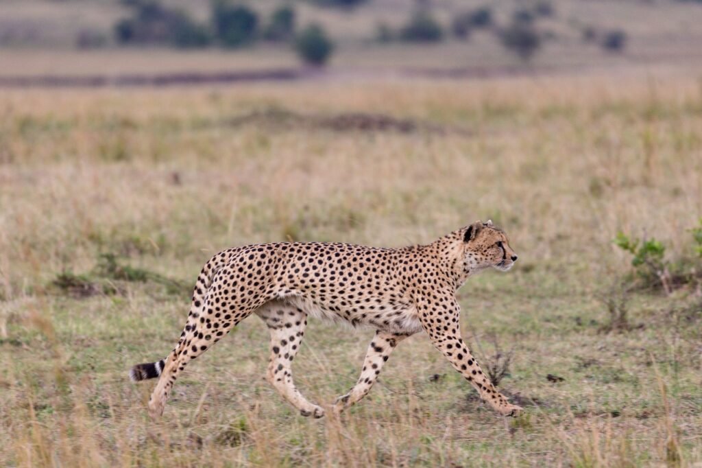 Masai Mara national reserve