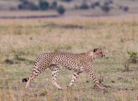 The best Masai Mara national reserve in kenya