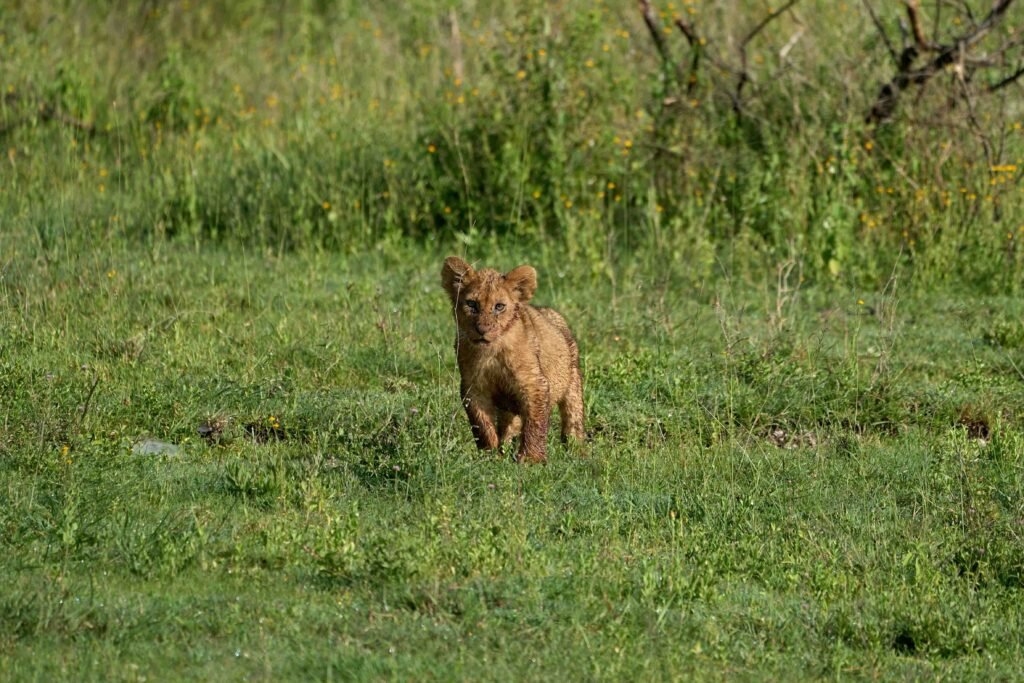 5 days safari Tarangire, Serengeti, and Ngorongoro crater