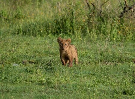 5 days safari Tarangire, Serengeti, and Ngorongoro crater