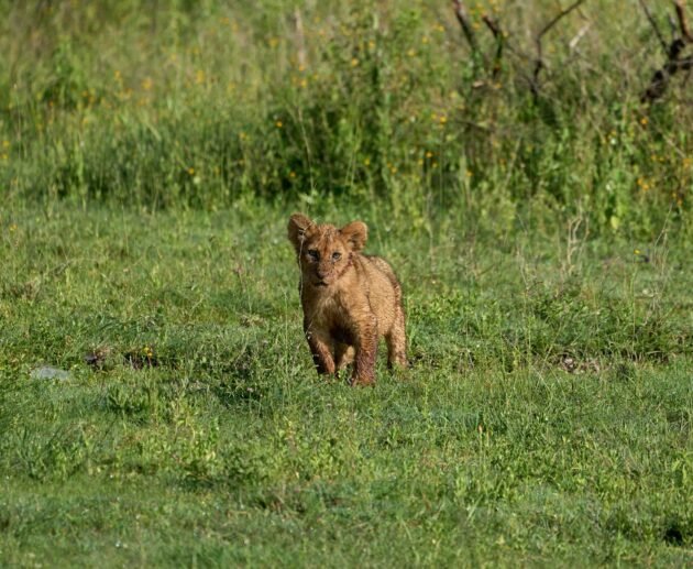 5 days safari Tarangire, Serengeti, and Ngorongoro crater