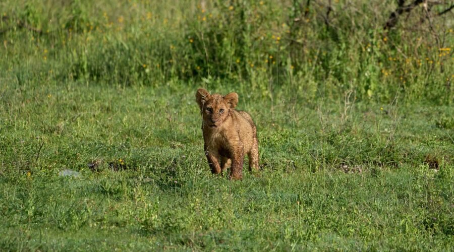 5 days safari Tarangire, Serengeti, and Ngorongoro crater