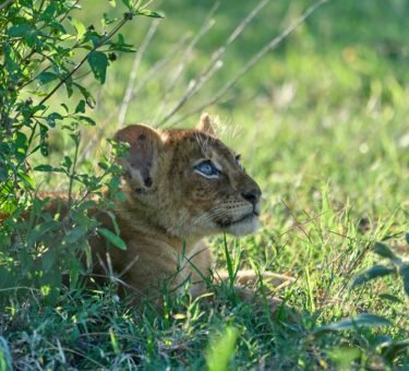 Best time for best 1-days Ngorongoro crater