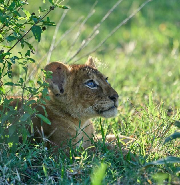 Best time for best 1-days Ngorongoro crater