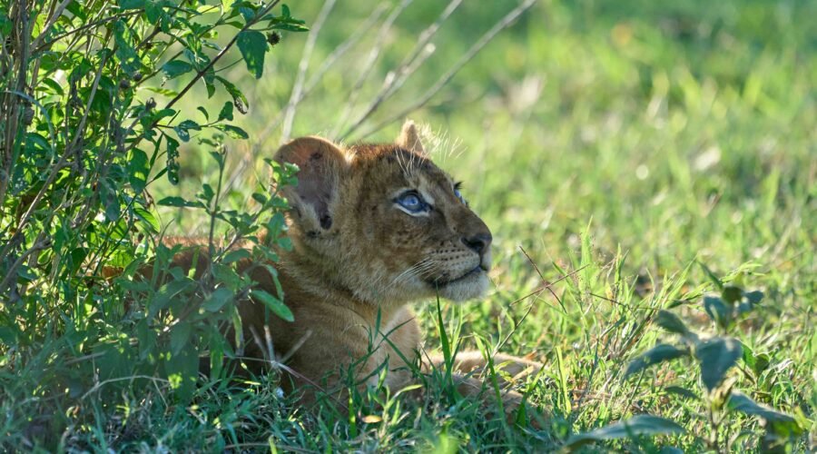 This 1-day Ngorongoro Crater safari offers an unforgettable adventure into one of Africa's most spectacular natural wonders in Tanzania departing from Arusha or Moshi.