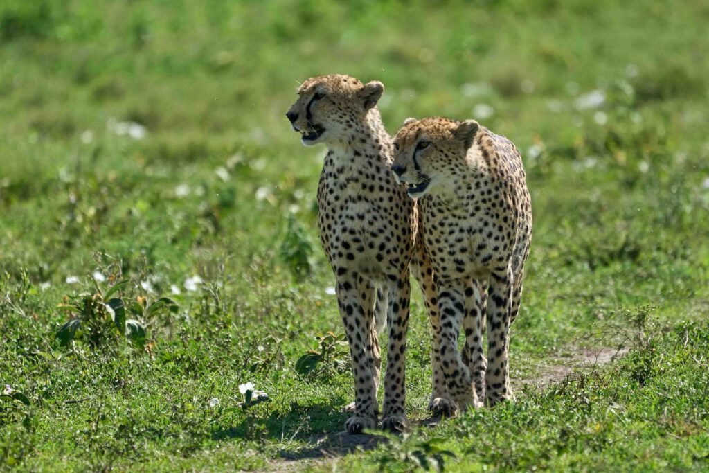 1 day Ngorongoro crater safari