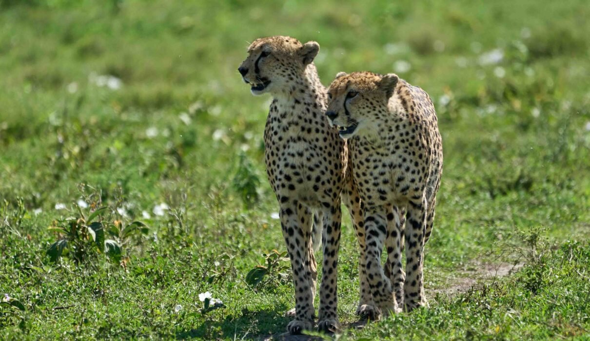 Lake Manyara and Ngorongoro Crater 2025/2026