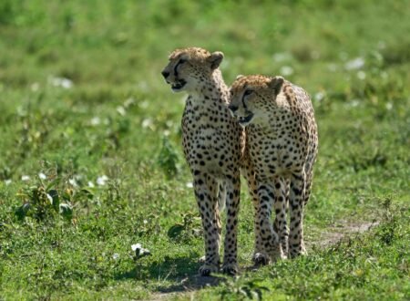 Lake Manyara and Ngorongoro Crater 2025/2026
