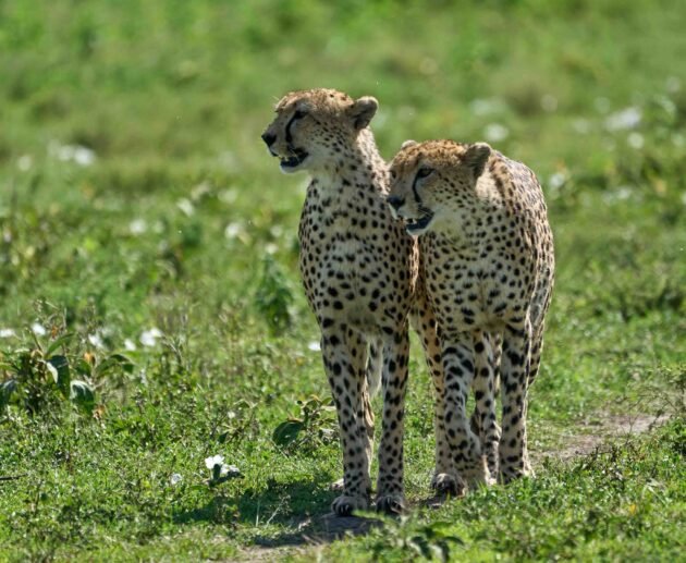 1 day Ngorongoro crater safari