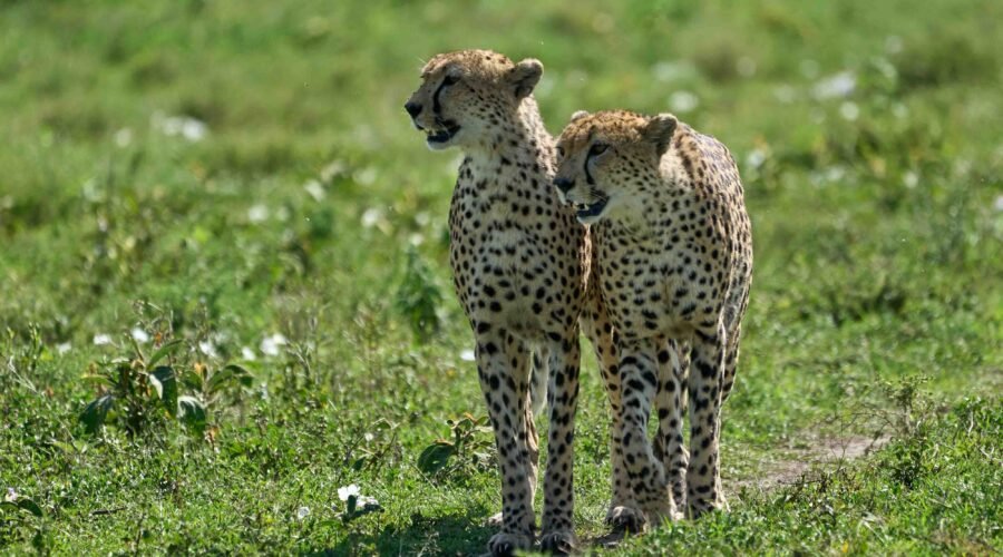 1 day Ngorongoro crater safari