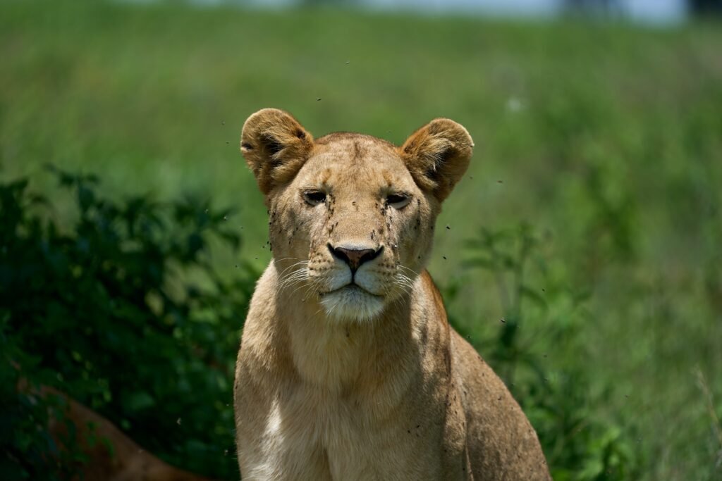 1 day Ngorongoro crater safari