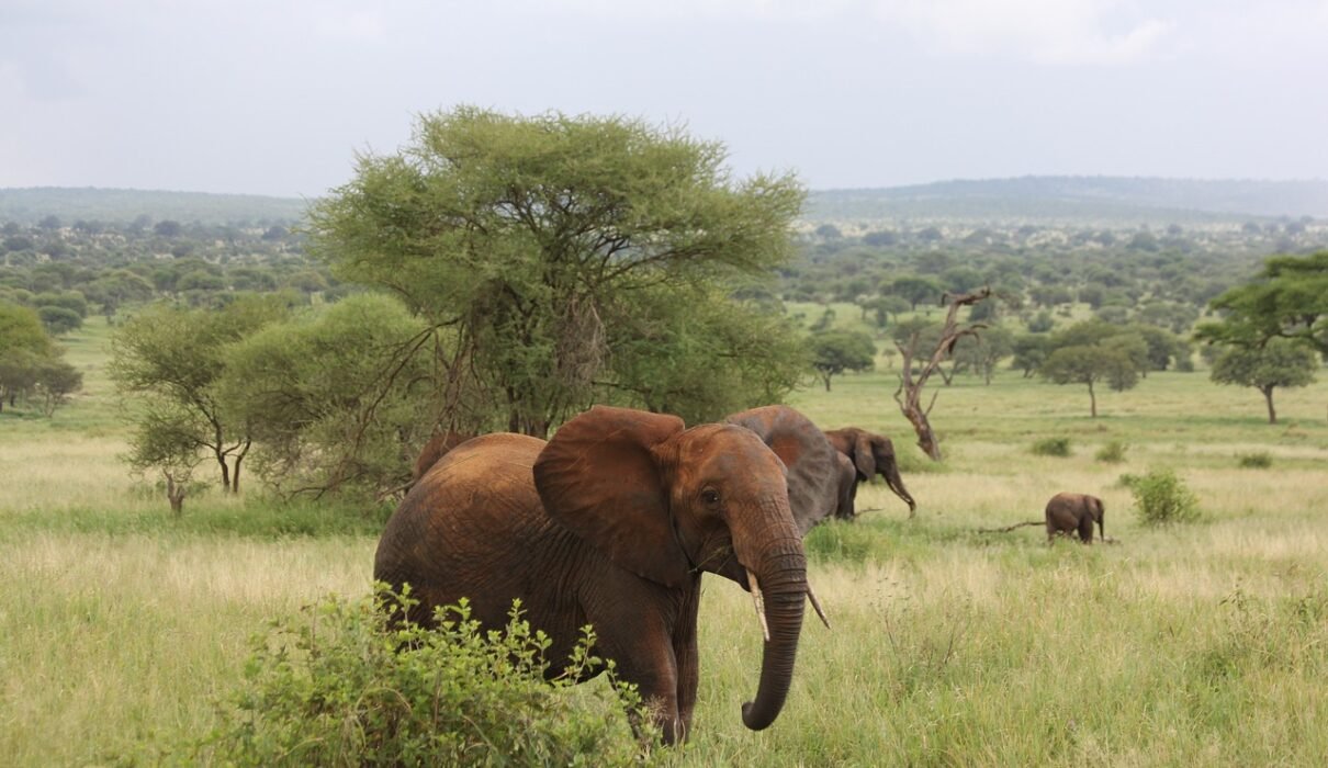 7-day Tanzania Northern Circuit Safari