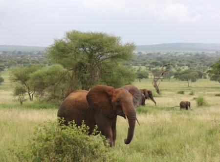 7-day Tanzania Northern Circuit Safari