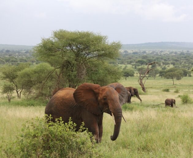 7-day Tanzania Northern Circuit Safari