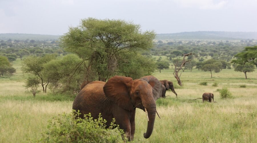 7-day Tanzania Northern Circuit Safari